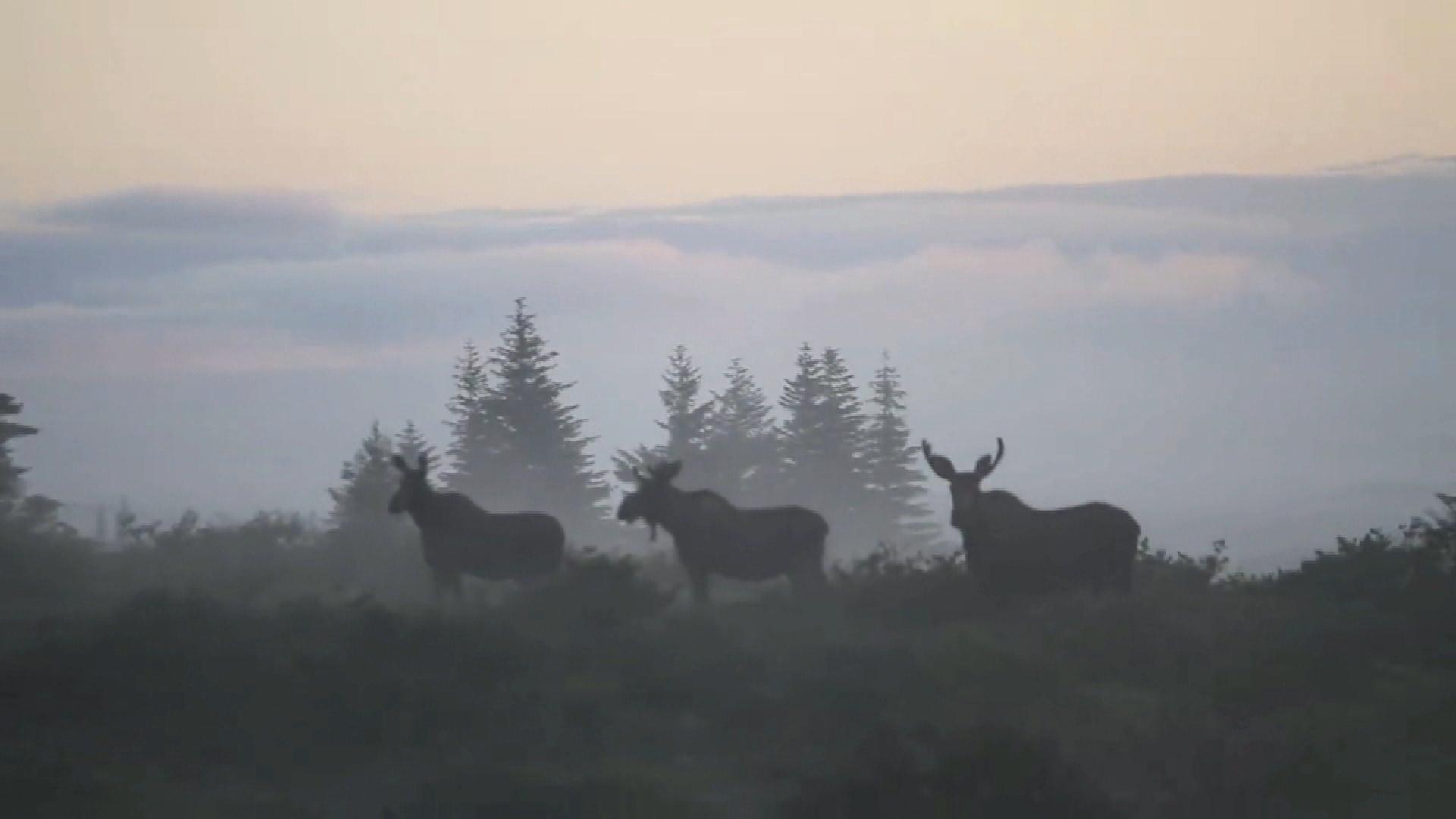 watch-this-surreal-video-of-a-moose-herd-near-trepassey-cbc-news